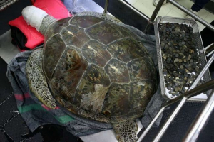 A sebészek kiléptek a gyomor teknősökből öt kilogramm érmék